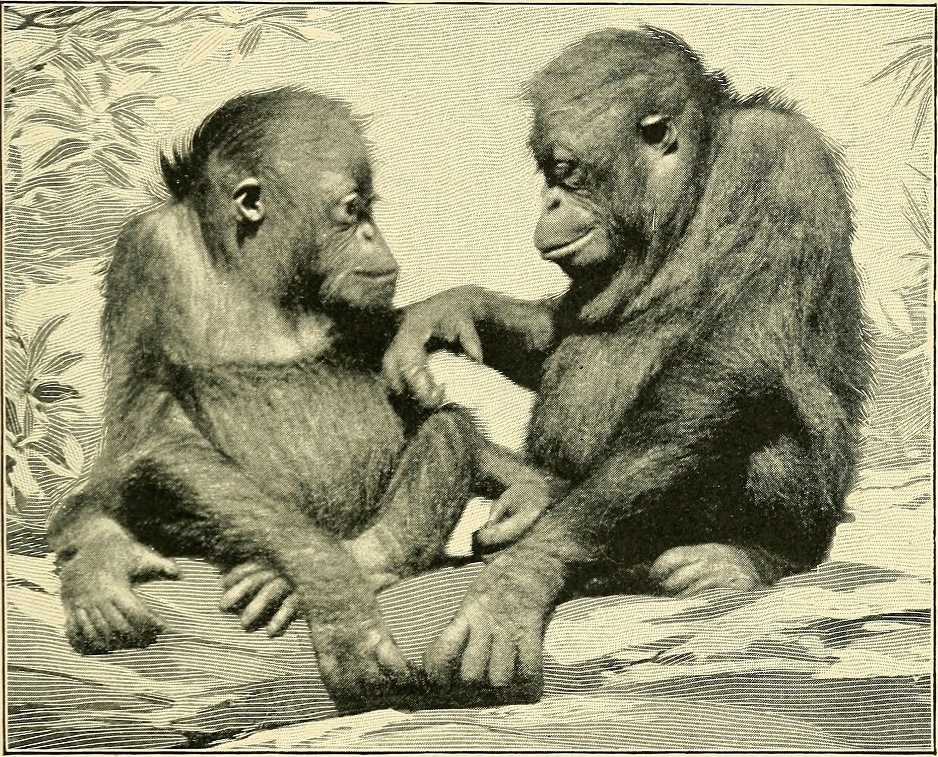 monkey